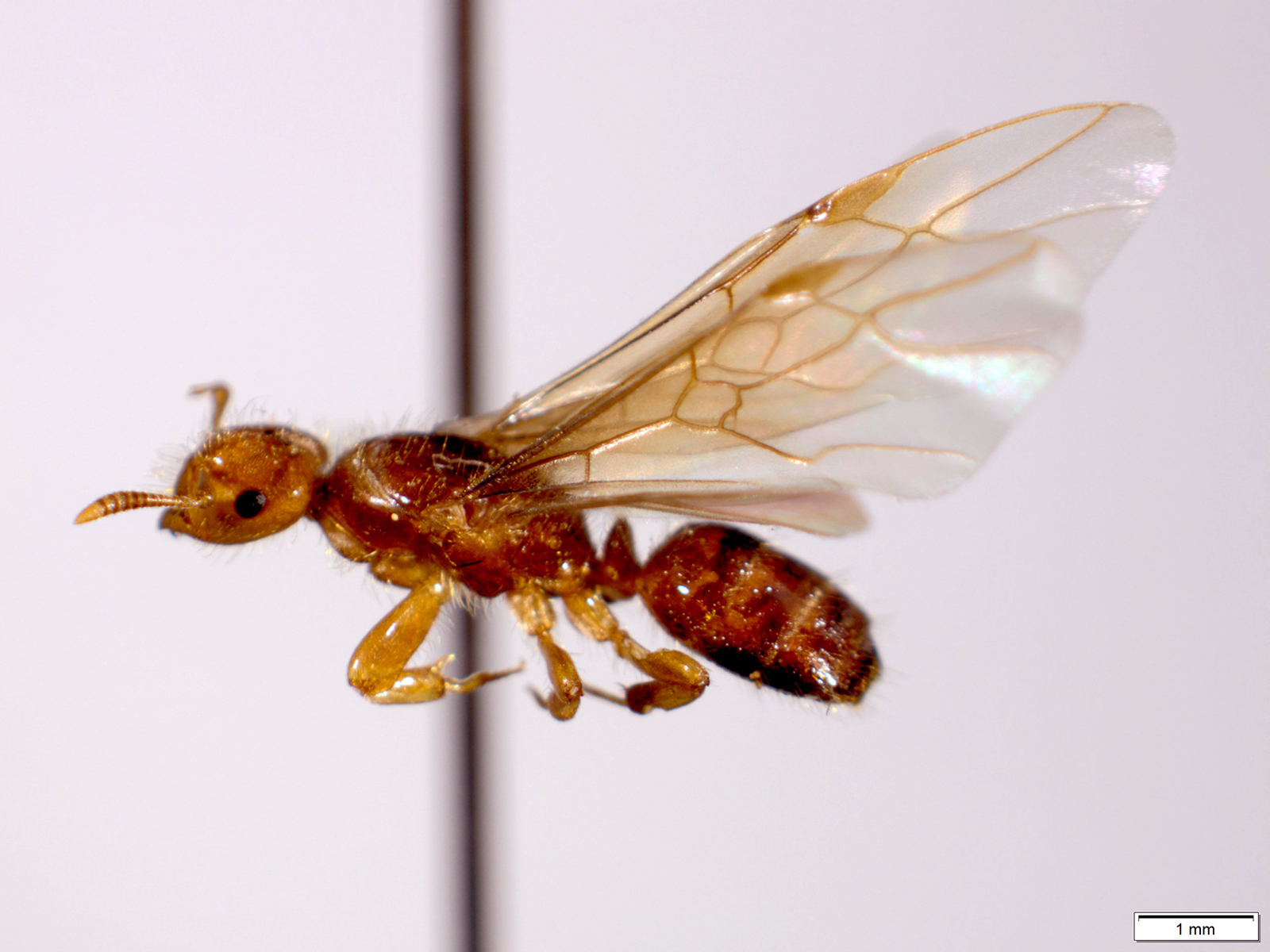 Larger Yellow Ant Queen 