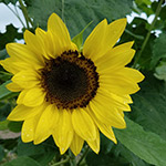 Lemon queen sunflower head