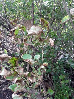 Green shrub with brown, dried up leaves throughout.