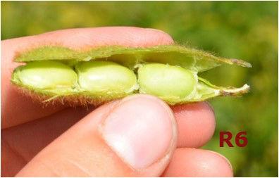 hand holding an open full seed soybean pod with three seeds in it.
