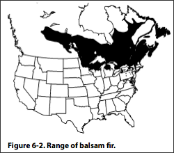 Map of locations of balsam firs in U.S. and Canada