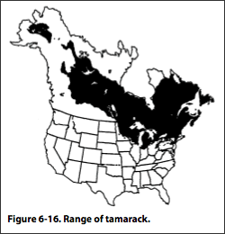 Range of tamarack trees in U.S. and Canada