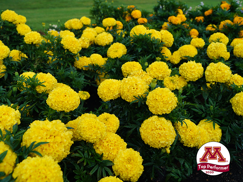 Different Types Of Flowers Marigold