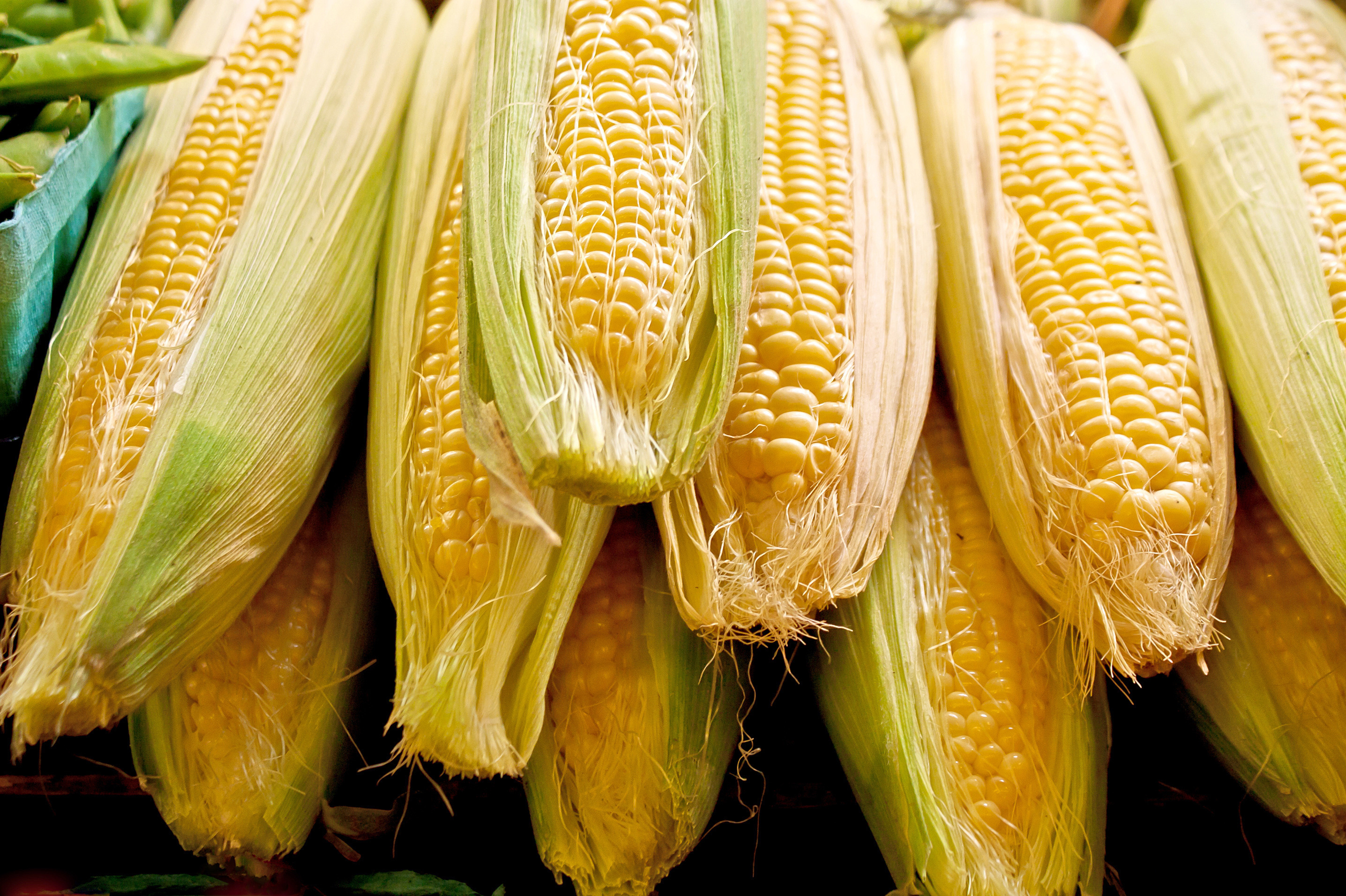 In Season: Corn, Everything to Know about Corn