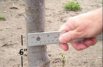 hand holding a ruler against the trunk of a small tree. Text on the image shows the measurement is being taken 6 inches above the ground.