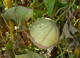 melon hanging from vines supported by sling made of pantyhose