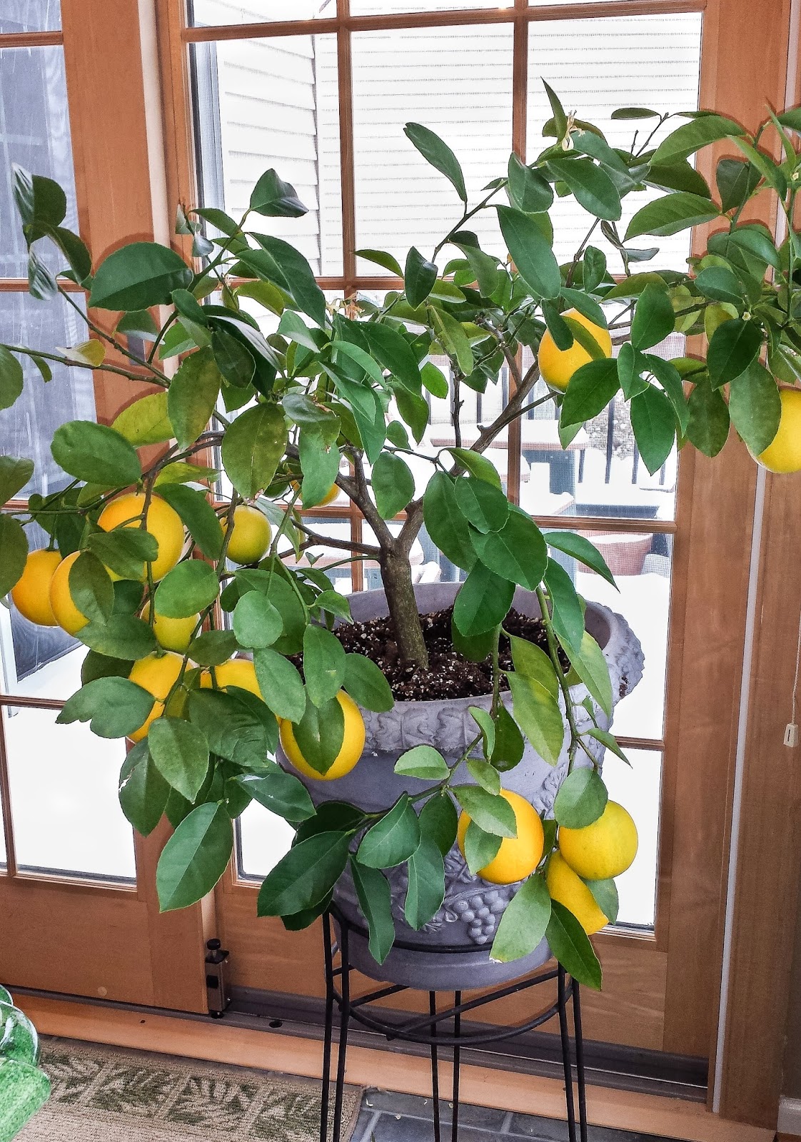 How Fast Do Orange Trees Grow? Discover Growth Time & Tips!