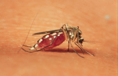 mosquito on human skin