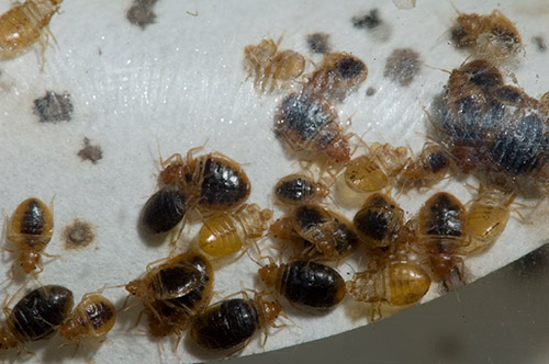 Can you wash bed bugs out of clothes?