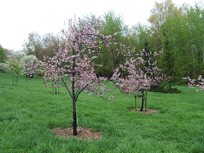cherry fruit tree in bloom
