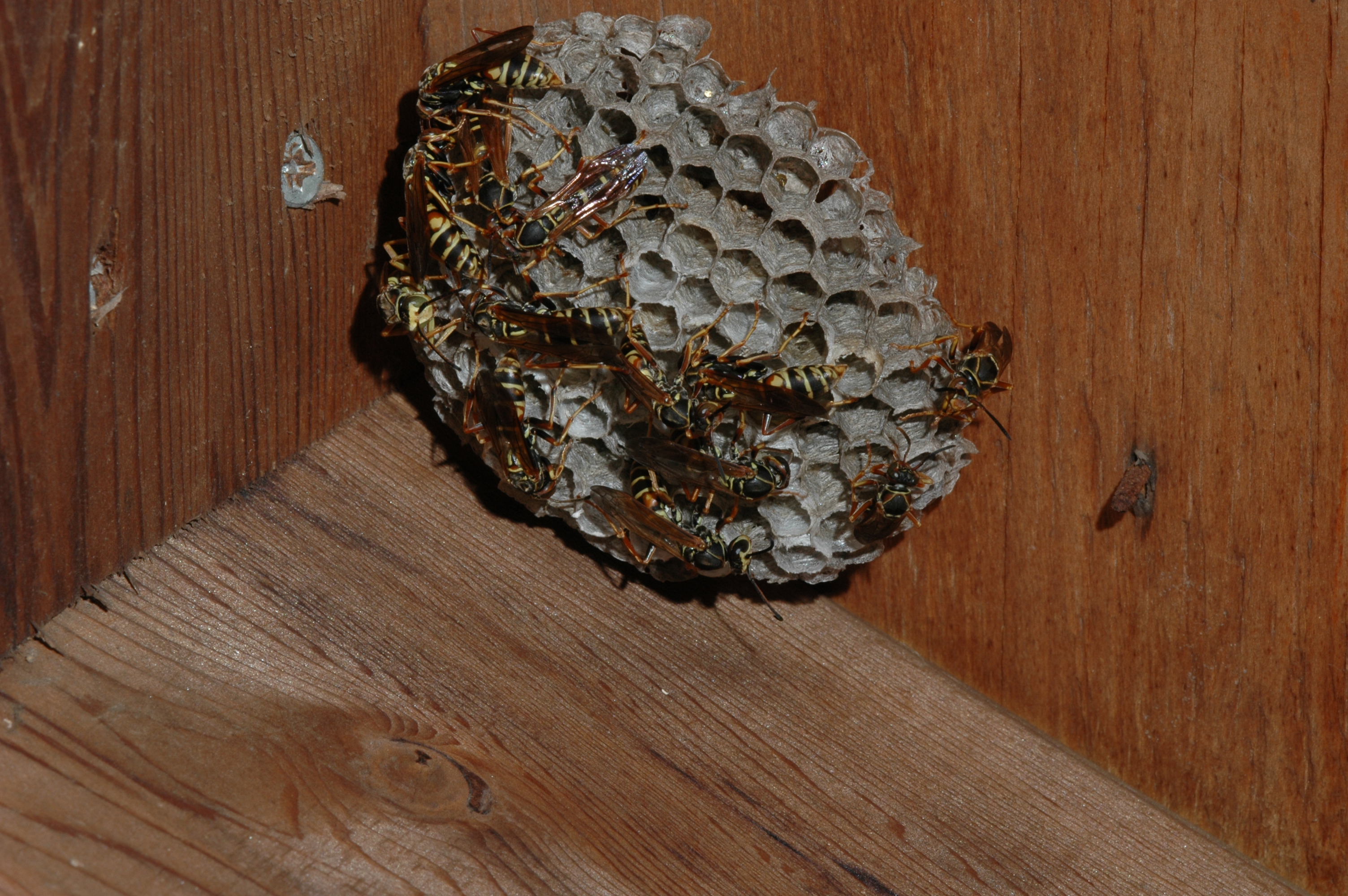 wasp nest wedged in the corner of a wooden box