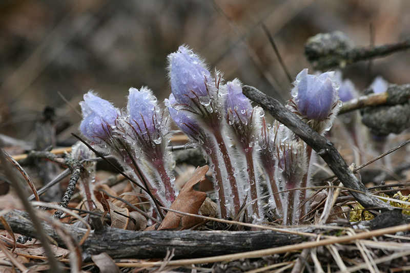 groups of pasque flowers on rough ground with dew on the petals