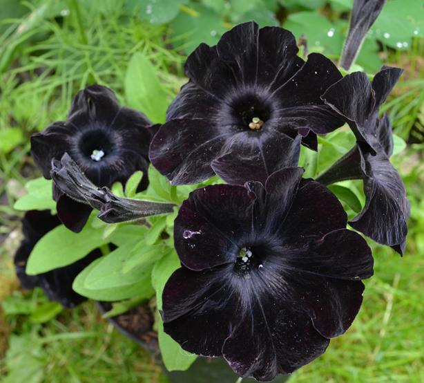 Black petunia flowers against a background of green foliage.