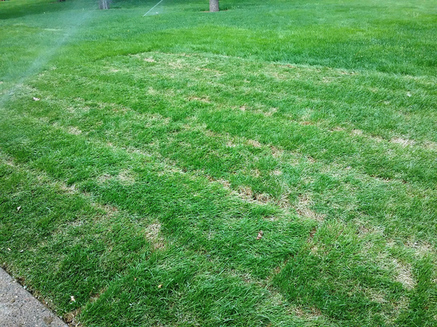  An area of recently laid sod being irrigated.