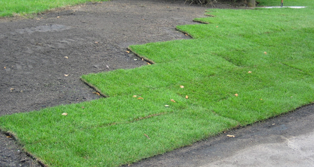 Sod pieces laid on the ground with the seams staggered and bare soil in the background