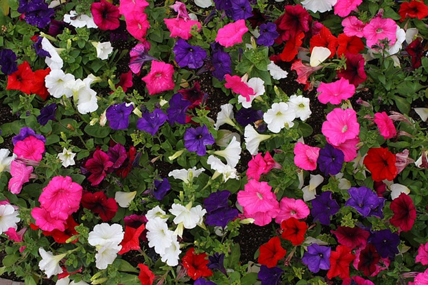Pink, purple, magenta, red and white petunia flowers.