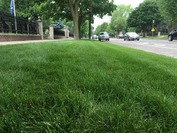 Healthy Lawns—Manage Pests, Beneficial nematodes