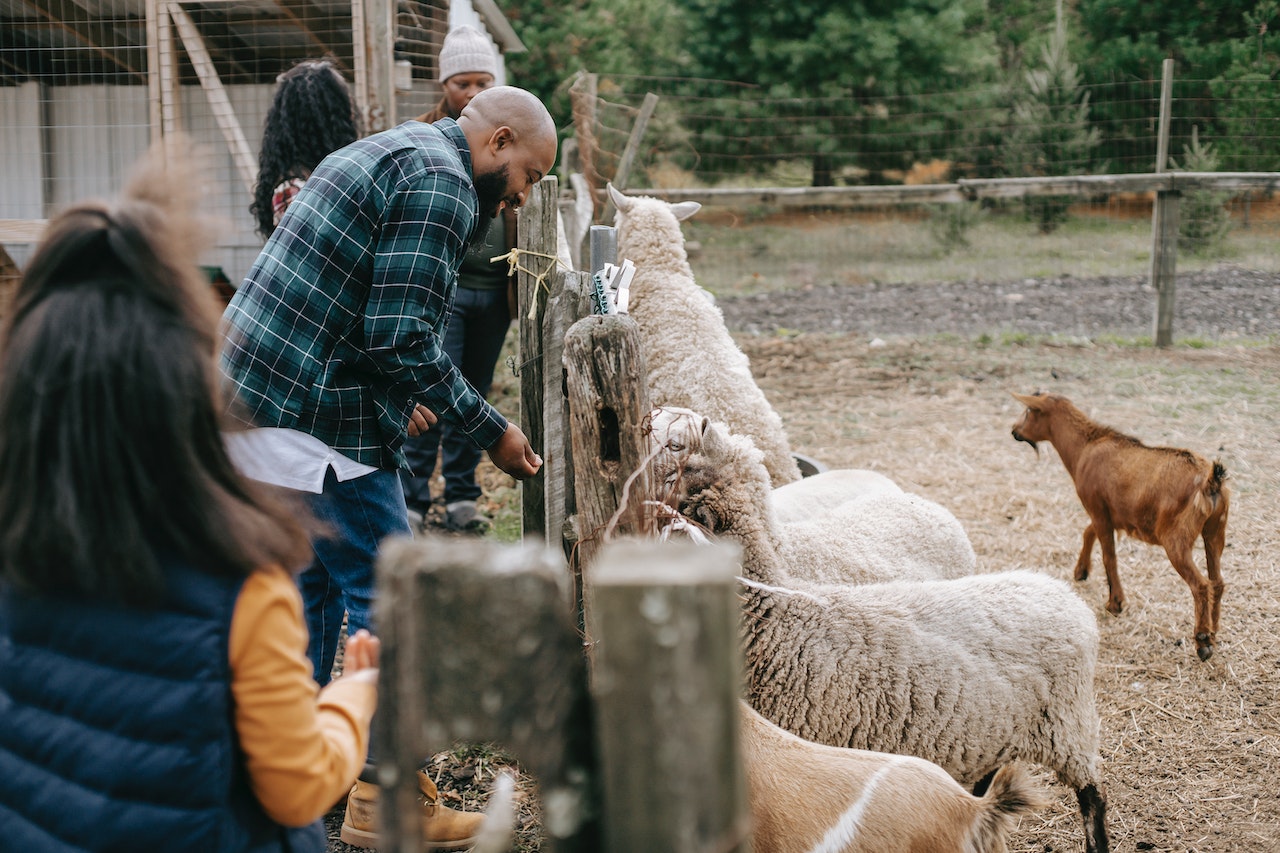 A tourist family feeding livestock on a small farm.