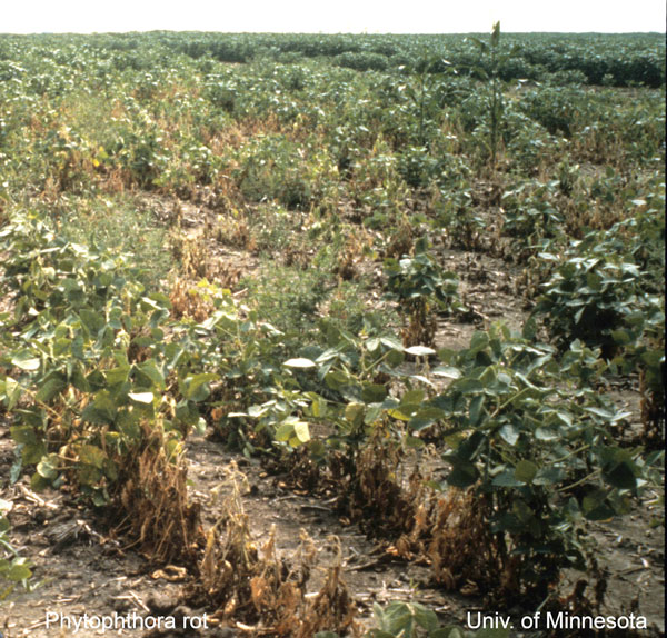 section of soybean crop with brown plants and green plants with brown stems.