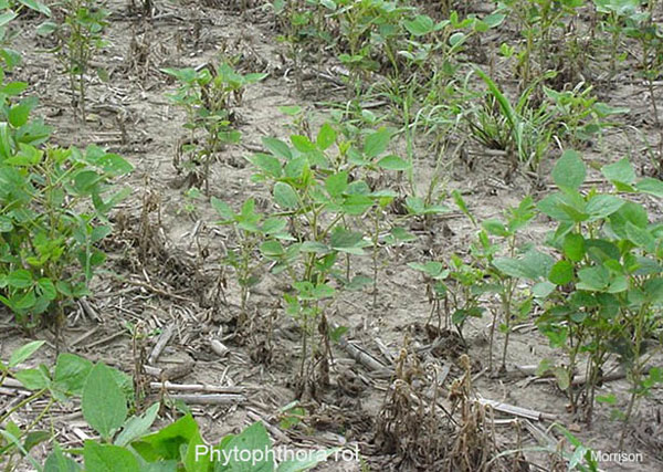 small section of soybean crop with healthy green plants, dried and wilted plants and bare areas.