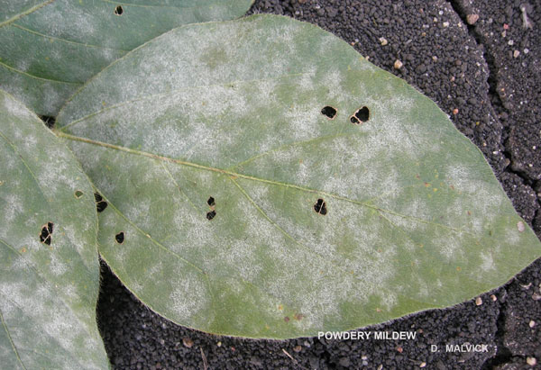 several green leaves with holes and mainly covered with a white powdery substance (mildew).