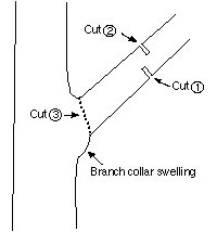 drawing of a large branch attached to a tree with notches to show where to cut and a dotted line to show where the branch collar swelling is