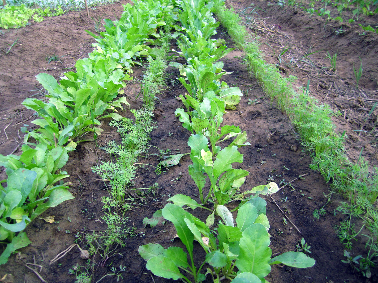 Image of Carrots and cucumbers planted together in alternating rows
