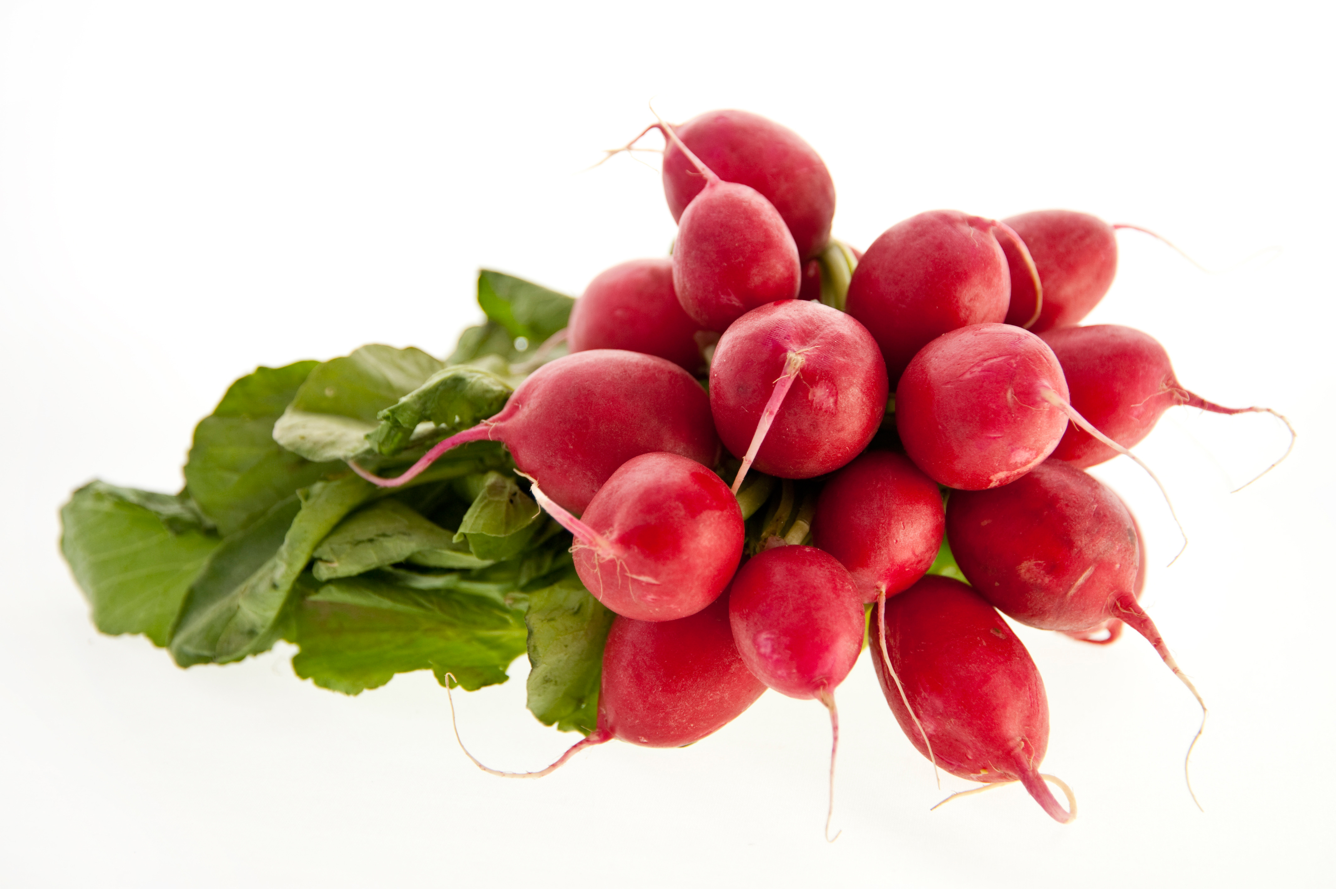 Can Radishes Grow in Cold Weather?  