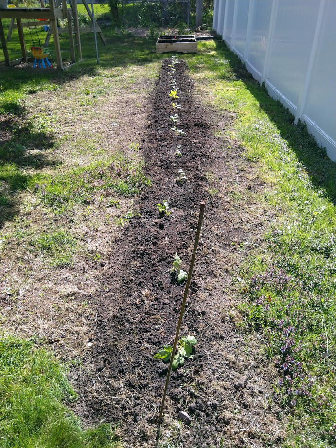 in Growing the UMN raspberries garden home | Extension