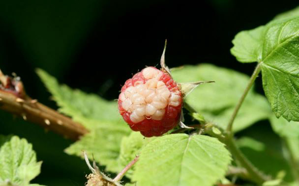 Growing raspberries in the home garden | UMN Extension