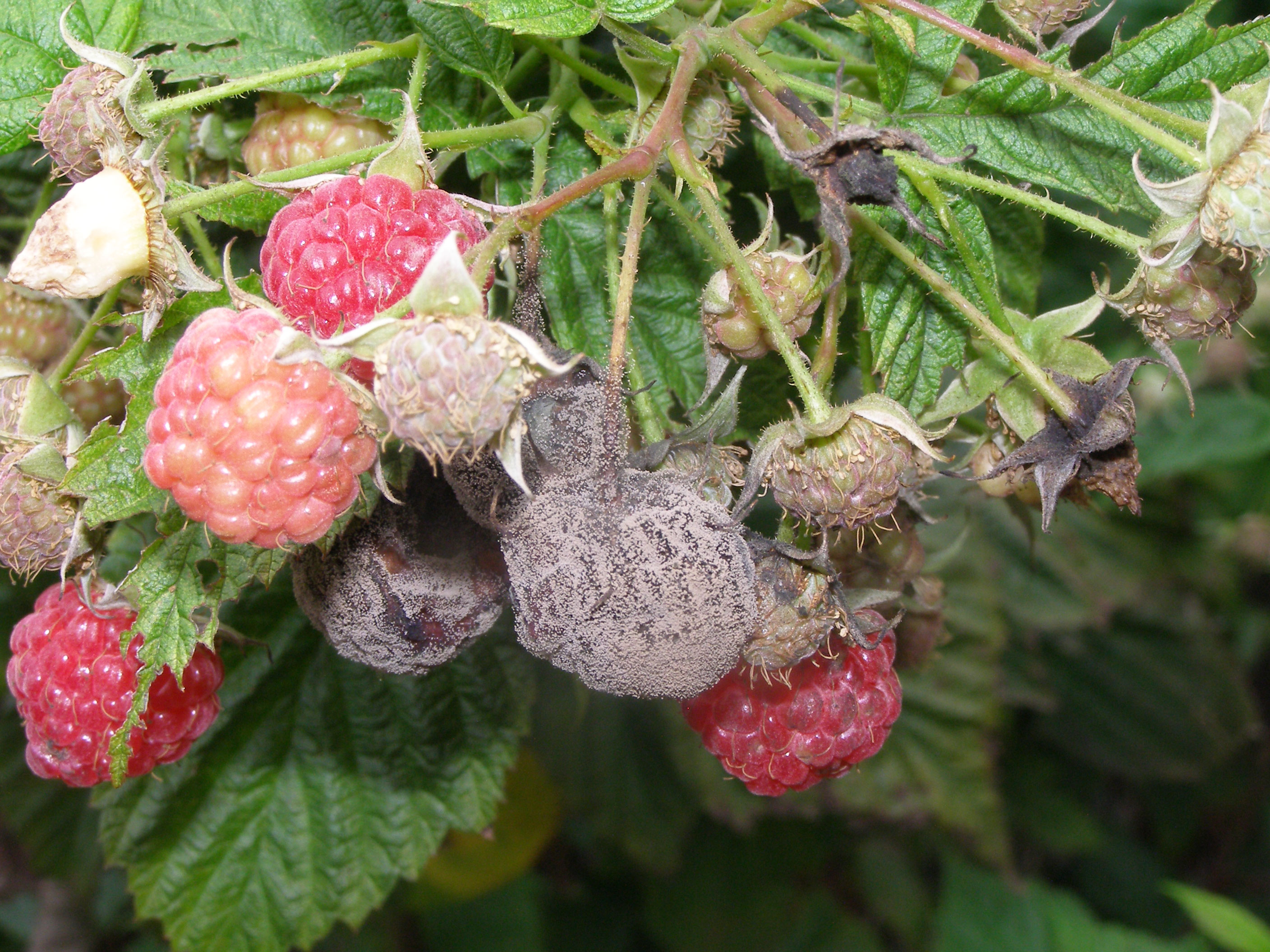 Yard and Garden: All about Raspberries