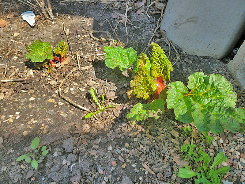 Plant some rhubarb