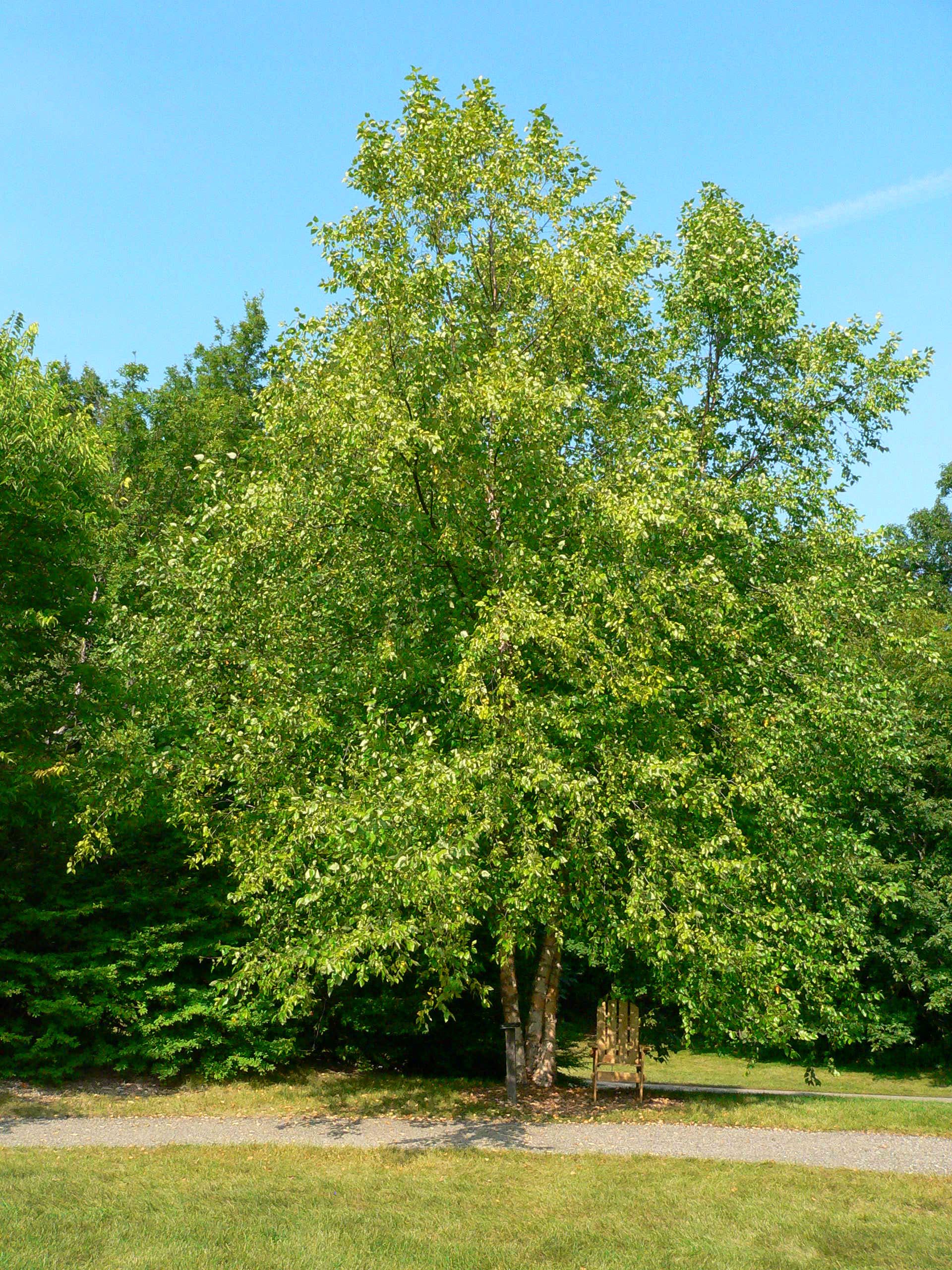 River Birch Tree (Single Stalk) – Green Thumbs Garden
