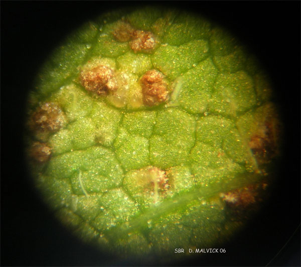 looking through a microscope at brown blisters on the underside of a green leaf.