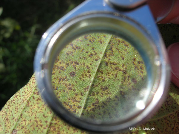 looking through a hand lens at underside of green leave with many brown spots.
