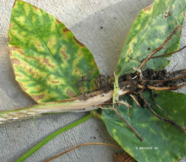 three yellow and brown discolored soybean leaves with lower stem and white pith showing laying on top of the leaves.