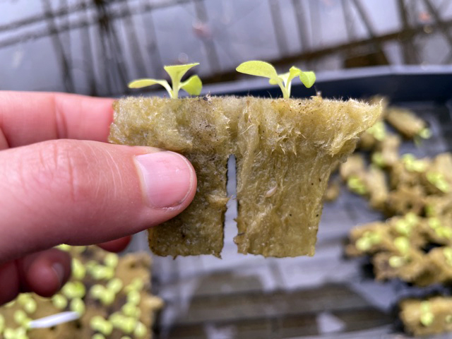 Selecting The Right Seeds For Hydroponic Germination With Rockwool