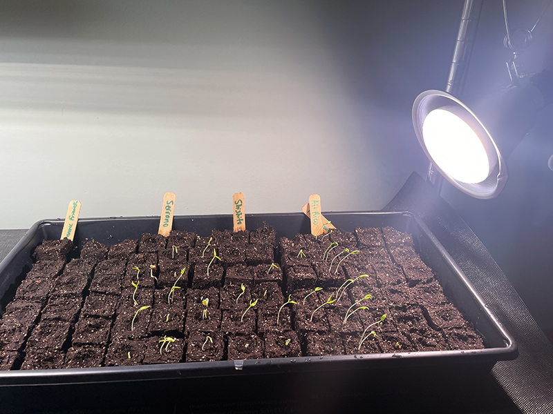 What type of grow lights should you use for starting seeds?
