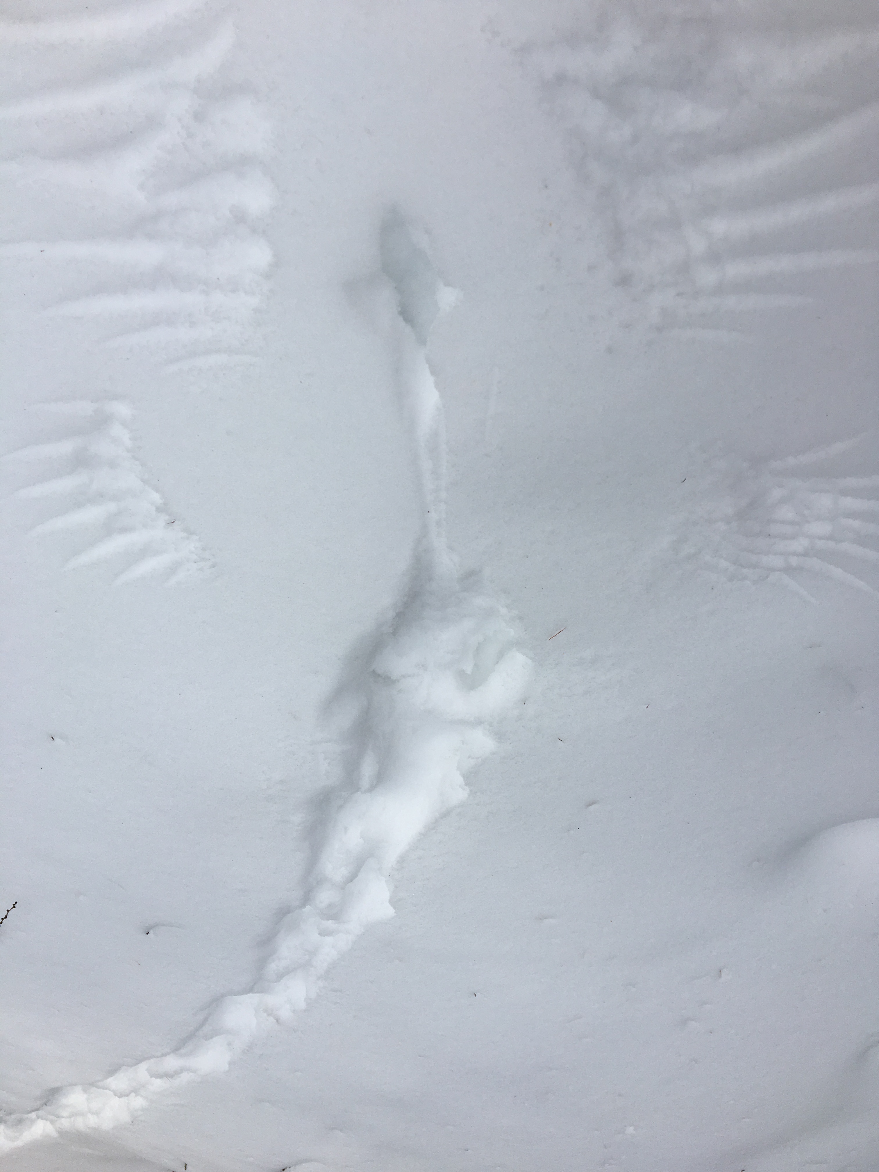 snow imprint from a bird