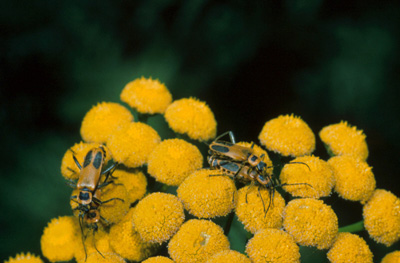 Four orangish beetles with black patches feeding on the pollen from yellow flowers
