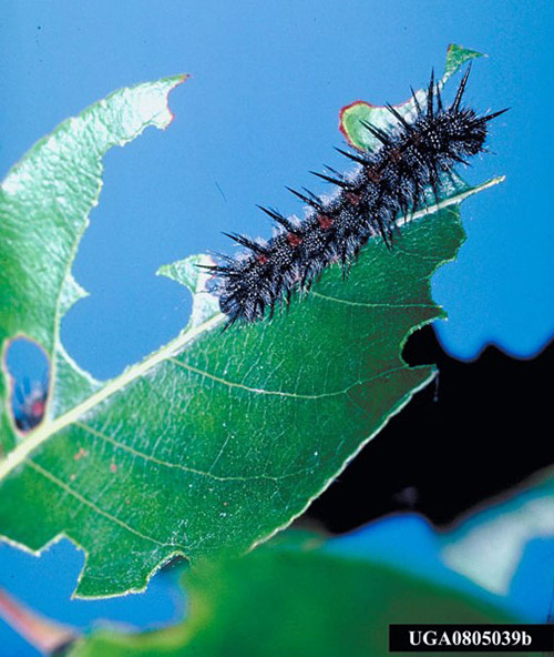 Caterpillars On Ornamental Plants Umn Extension