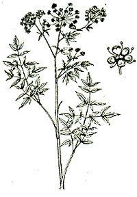 An illustration of spotted water hemlock