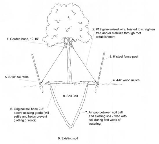 Black and white diagram showing steps for planting a tree spaded plant. 