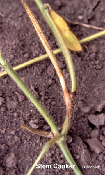 soybean plant with cankers about soil level.