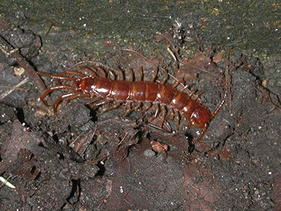 Sowbugs, millipedes and centipedes | UMN Extension