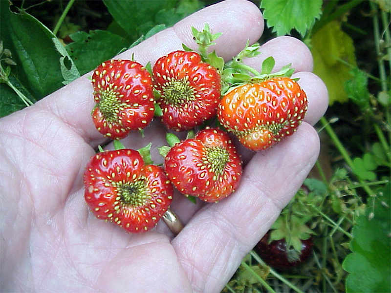 What Causes Small Strawberries?  