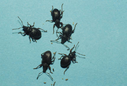 tiny black bugs my house