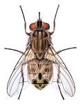 Adult stable fly.