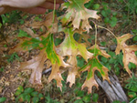 Oak leaves turning brown from oak wilt disease.