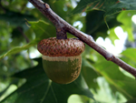 Green acorn with brown, ridged top hanging from a gray branch with green leaves in the background.